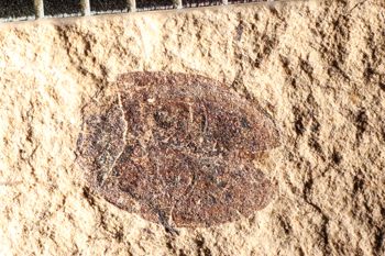 Media type: image;   Entomology PALE-14362